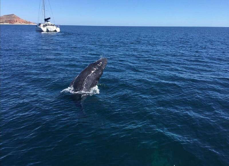San José del Cabo: Whale Watching Experience - Whales Off San José del Cabo: What Makes This 2-Hour Trip Worth It