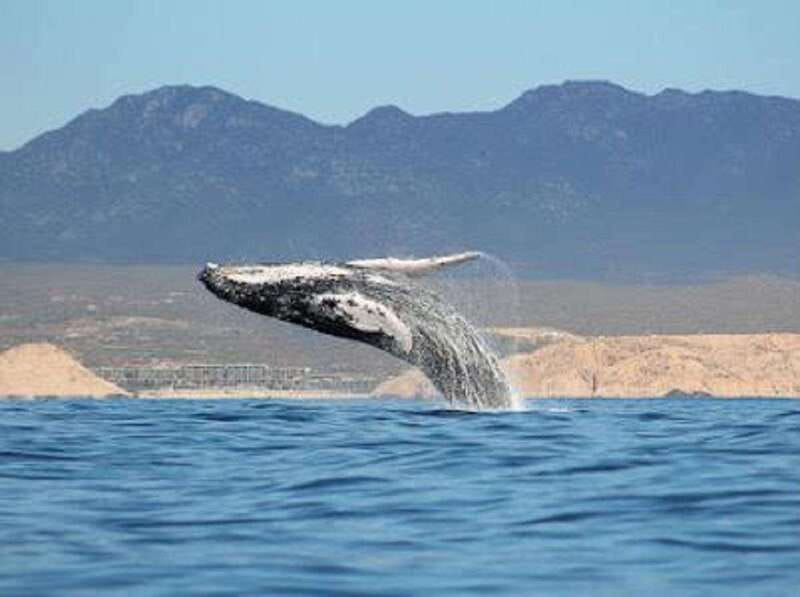 San José del Cabo: Whale Watching Experience - Meeting Open Water Expeditions and Getting Comfortable Fast