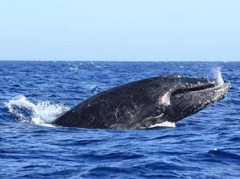 San José del Cabo: Whale Watching Experience - What You Will See: Breaches, Tail Raises, Blows, and Calf Moments