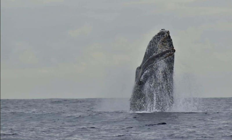 San José del Cabo: Whale Watching Experience - Small Boat, Snacks, and a Bilingual Crew That Actually Guides