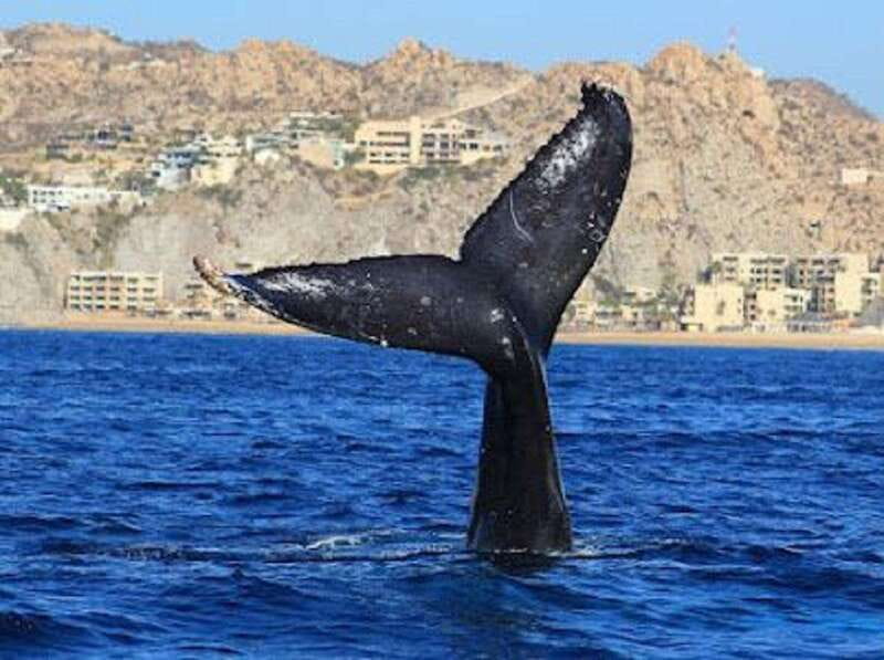 San José del Cabo: Whale Watching Experience - The On-Water Game Plan: Expert Spotting Without Disturbing Whales