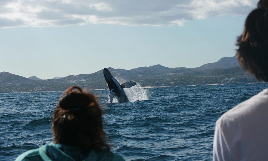 San Jose del Cabo Whale Watching - Meeting at Marina Puerto Los Cabos and what the short walk is about