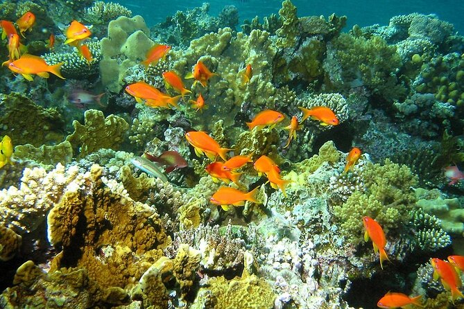 Santa Maria and Chileno Bay Snorkel Adventure Los Cabos - Chileno Bay: Rocky Underwater Structure and a Real Fish Spotting Game
