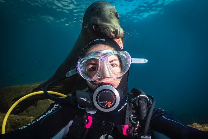 Scuba Dive in La Paz: Sea Lions, Turtles, Fish Schools and Wrecks - Key Things to Know Before You Go