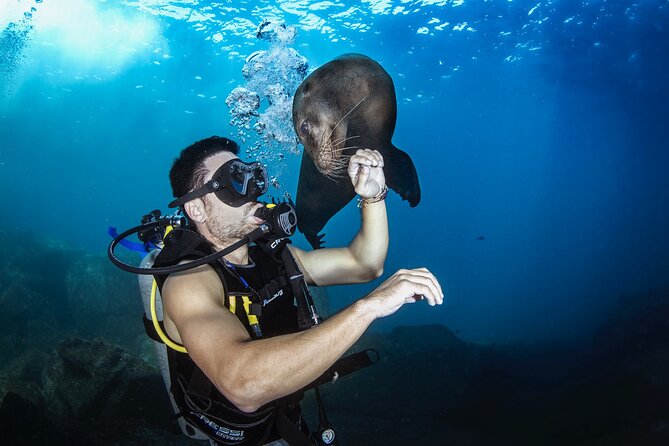 Scuba Dive in La Paz: Sea Lions, Turtles, Fish Schools and Wrecks - Getting Oriented in La Paz: Meeting Point and Morning Rhythm