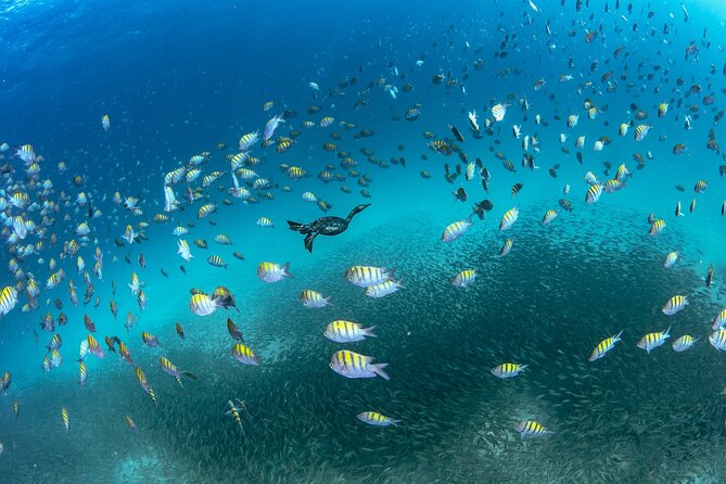 Scuba Dive in La Paz: Sea Lions, Turtles, Fish Schools and Wrecks - Two Guided Underwater Sessions Tailored to Your Level