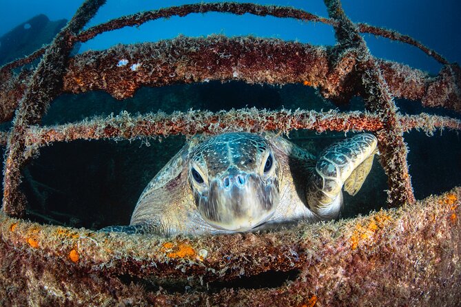Scuba Dive in La Paz: Sea Lions, Turtles, Fish Schools and Wrecks - Beach Lunch in La Paz: Shade, Drinks, and Local Fresh Food