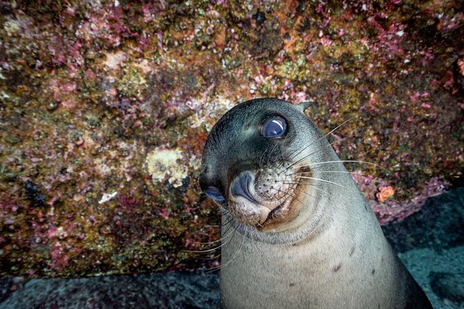 Scuba Dive in La Paz: Sea Lions, Turtles, Fish Schools and Wrecks - What You’ll Likely See: Sea Lions, Turtles, Fish Schools, and Invertebrates