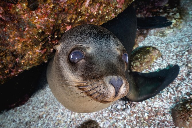 Scuba Dive in La Paz: Sea Lions, Turtles, Fish Schools and Wrecks - Price and Value: What $226.40 Really Buys You