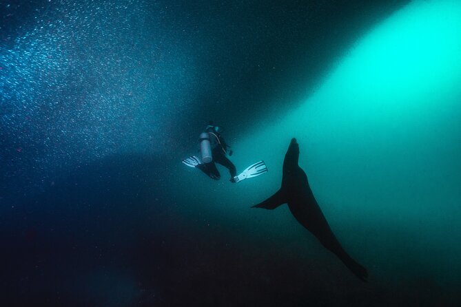 Scuba Dive in La Paz: Sea Lions, Turtles, Fish Schools and Wrecks - Who This Is Best For in La Paz