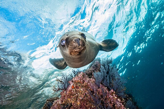 Scuba Dive in La Paz: Sea Lions, Turtles, Fish Schools and Wrecks - Sailing Toward Sea Lion Colonies and Wreck Sites