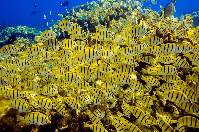 Scuba Diving - Meeting Point in Cabo San Lucas, and How to Arrive Ready