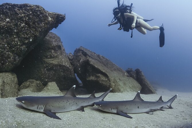 Scuba Diving - Wildlife You Can Expect, From Sea Lions to Rays and Turtles