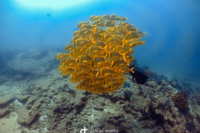 Scuba Diving adventure Cabo pulmo - Quick hits for Cabo Pulmo scuba session