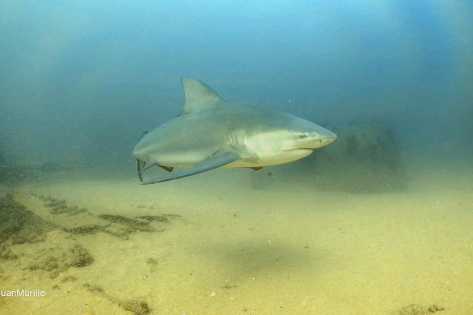 Scuba Diving adventure Cabo pulmo - Cabo Pulmo Marine Preserve: why this trip feels like value