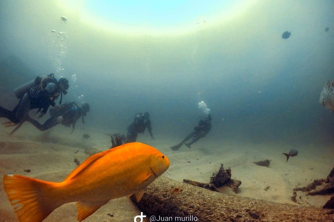 Scuba Diving adventure Cabo pulmo - Reef ecosystem commentary: why guidance changes the whole experience