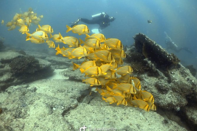 Scuba Diving adventure Cabo pulmo - Should you book this Cabo Pulmo scuba session?