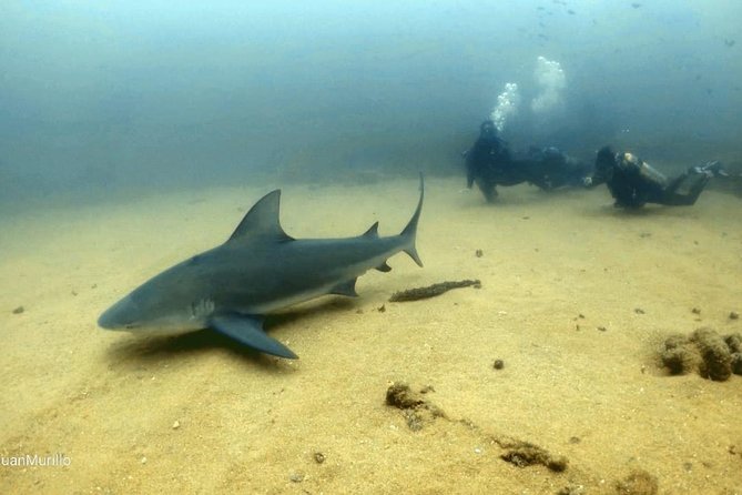 Scuba Diving adventure Cabo pulmo - The 8:00 am flow: how the 5 hours usually play out