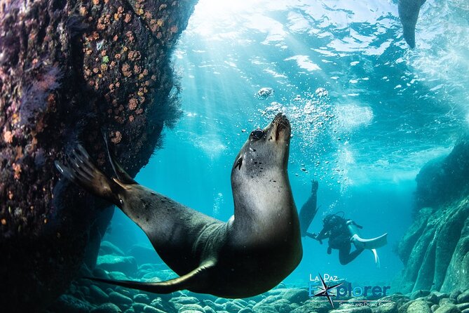 Scuba Diving Adventure in La Paz - Key things to know before you go