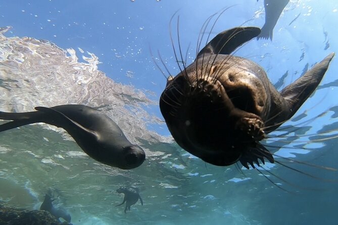 Scuba Diving Adventure in La Paz - Muelle Fiscal Check-In at 8:30 and a Proper Gear Fit