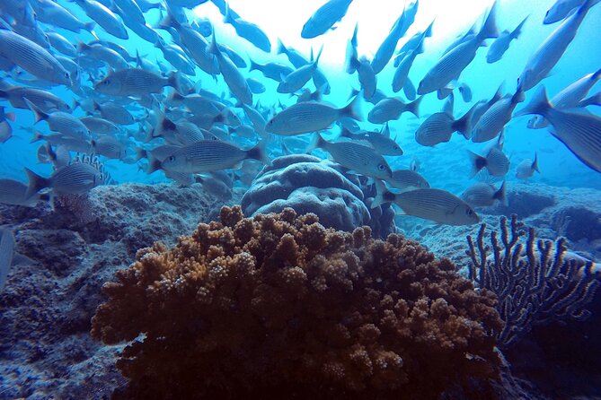 Scuba Diving Adventure in La Paz - Boat Time, Surface Intervals, and What to Pack