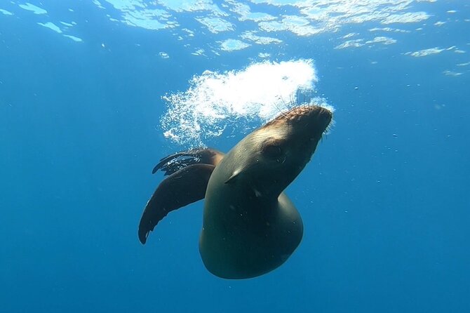 Scuba Diving Adventure in La Paz - Fresh Beach Lunch After Your Underwater Sessions