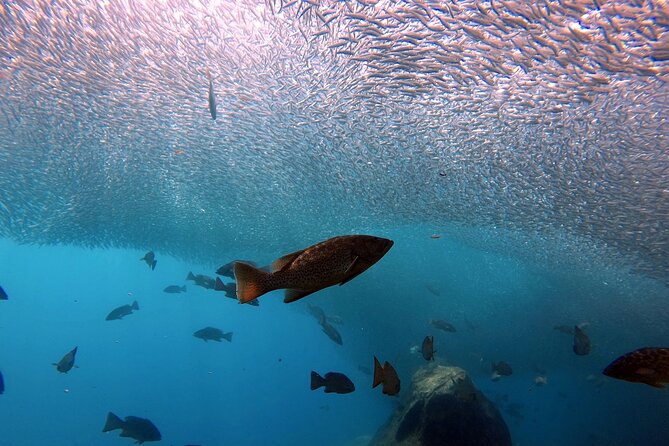 Scuba Diving Adventure in La Paz - What’s Included in the Price, and What You’ll Need to Add