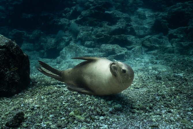 Scuba Diving in La Paz Private Trip - Key Things That Make This Trip Worth It