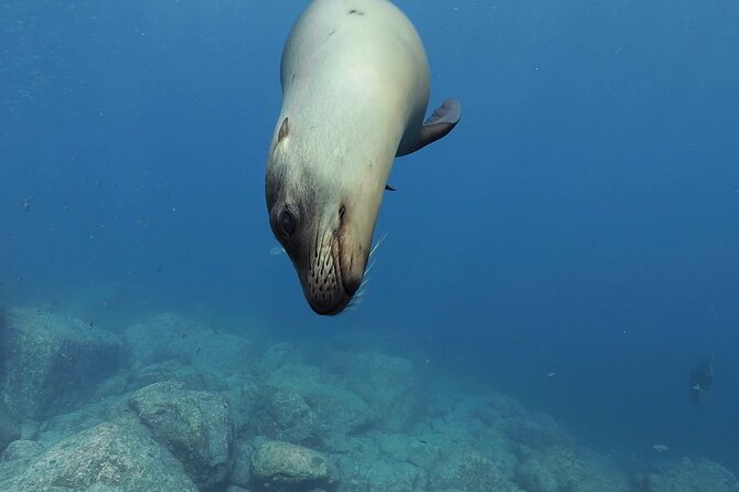 Scuba Diving in La Paz Private Trip - Price and Value: Is $1,346.53 Per Group a Smart Deal?