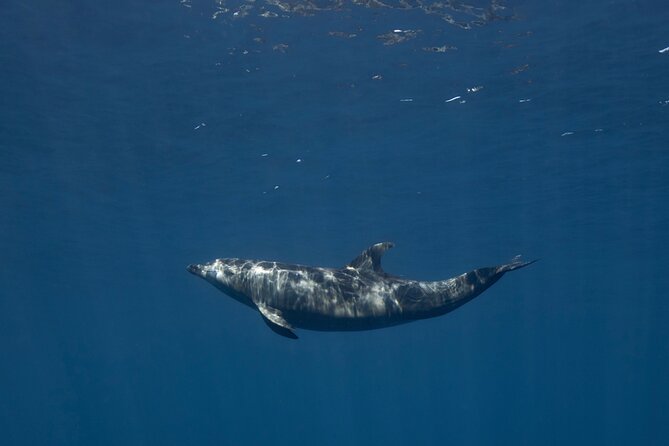 Scuba Diving in La Paz Private Trip - Weather, Timing, and What to Do With Uncertainty