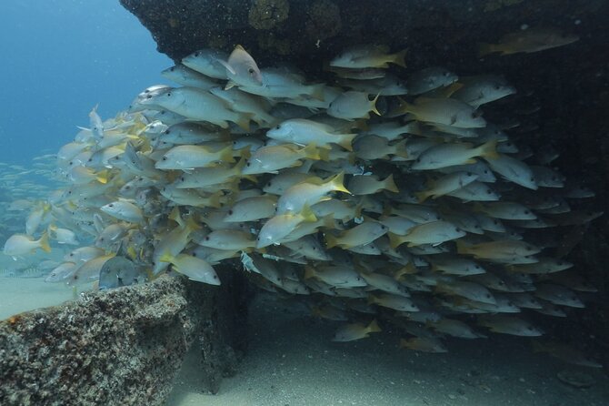 Scuba Diving in La Paz Private Trip - Cruising on La Paz Bay, and Why the Surface Interval Matters