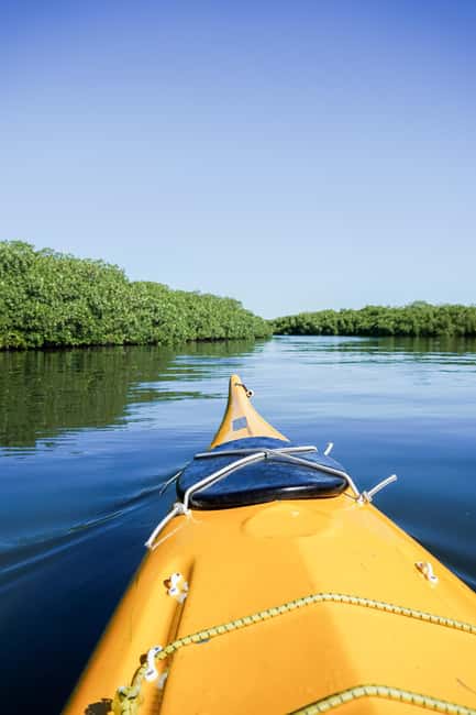 Sea Kayak Tour - Mangrove Safari - Key highlights I’d plan around