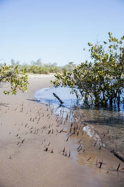 Sea Kayak Tour - Mangrove Safari - Paddling across the bay to Playa El Mogote: boats, shipwrecks, and dolphin odds