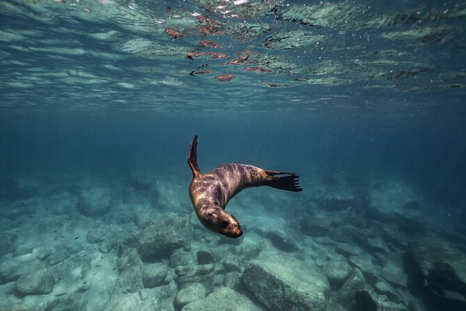 Sea Lion Snorkel at Espíritu Santo Island Private trip - Key Highlights You Should Care About