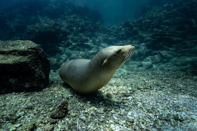 Sea Lion Snorkel at Espíritu Santo Island Private trip - After Los Islotes: Island Stops and Beach Time With a Picnic