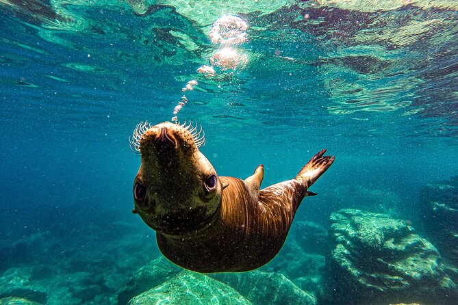 Sea Lion Snorkeling & Island Beach Picnic – Espíritu Santo Tour - Key highlights you should care about