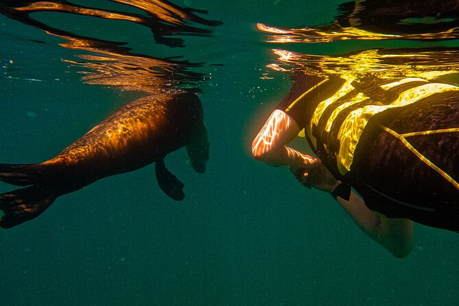 Sea Lion Snorkeling & Island Beach Picnic – Espíritu Santo Tour - Gear, wetsuit shorty, and why the life jacket matters