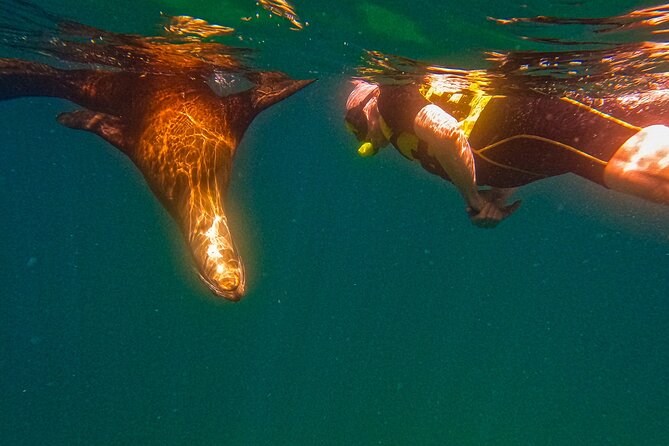 Sea Lion Snorkeling & Island Beach Picnic – Espíritu Santo Tour - Beach picnic lunch on the island, not a sad sandwich