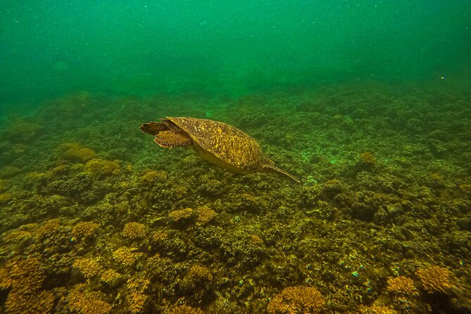 Sea Lion Snorkeling & Island Beach Picnic – Espíritu Santo Tour - Marine life science outreach and the GoPro documentation