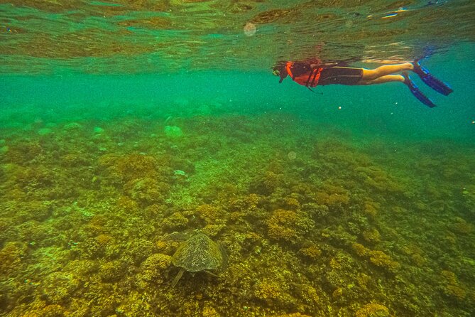 Sea Lion Snorkeling & Island Beach Picnic – Espíritu Santo Tour - Price and value: what $178.71 buys you