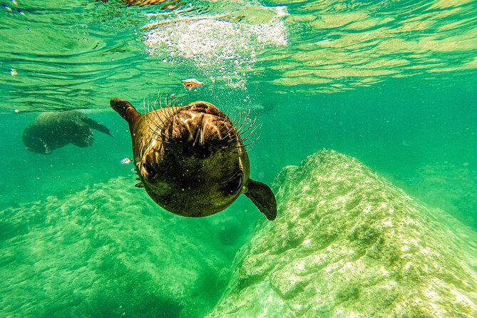 Sea Lion Snorkeling & Island Beach Picnic – Espíritu Santo Tour - Isla Espíritu Santo snorkeling flow, sea lions plus reef time