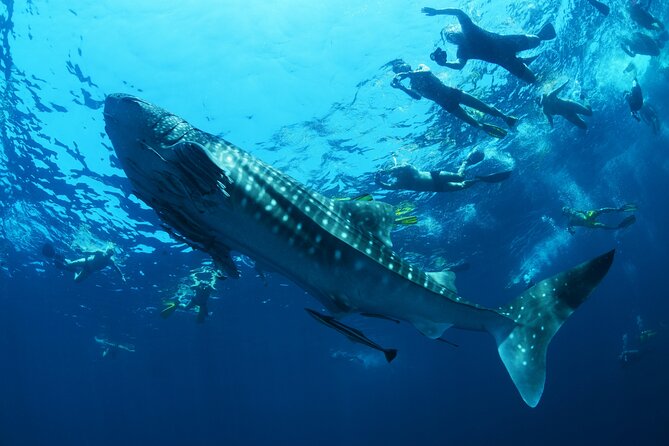 Sea of Cortez Combo: Whale Sharks, Sea Lions & Balandra Beach - Whale Sharks in La Paz: the part that makes people plan their trip