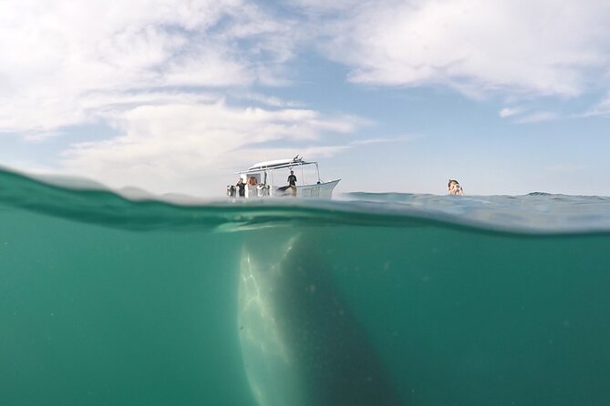 Sea of Cortez Combo: Whale Sharks, Sea Lions & Balandra Beach - San Rafaelito reef and sea lions: the second reason the combo works