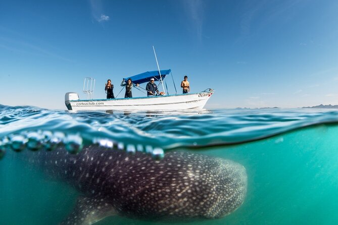 Sea of Cortez Combo: Whale Sharks, Sea Lions & Balandra Beach - What the included lunch and snacks really mean for your comfort
