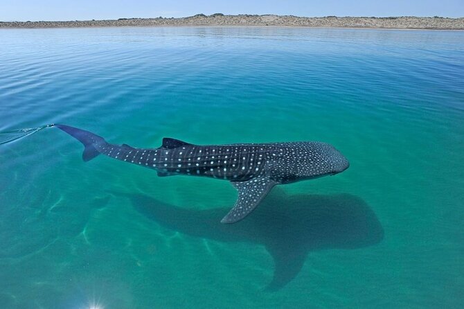 Sea of Cortez Combo: Whale Sharks, Sea Lions & Balandra Beach - How long each part feels, and where you might want to pace yourself