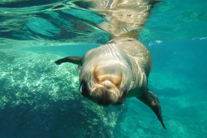 Sea of Cortez Combo: Whale Sharks, Sea Lions & Balandra Beach - Price and value: what $289 buys you in a high-effort day