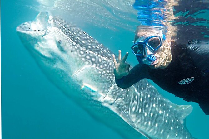 Sea of Cortez Combo: Whale Sharks, Sea Lions & Balandra Beach - Stop 1 at Balandra Beach: ceviche, paddleboards, and a breather