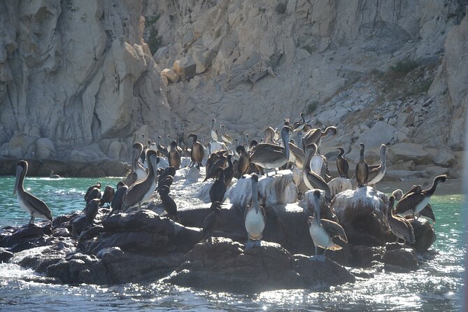 Shared Tour to the Arch of Cabo San Lucas - Captains and guides: why the narration can make or break it