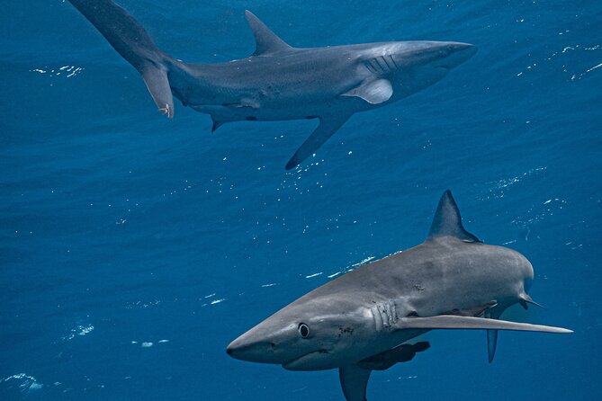 Shark Guided Diving Los Cabos - Key highlights if you want the short version