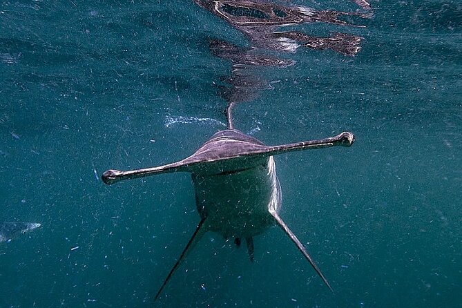 Shark Guided Diving Los Cabos - Shark viewing with chumming: what makes it feel different